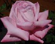 Realistic Pink Rose unknow artist